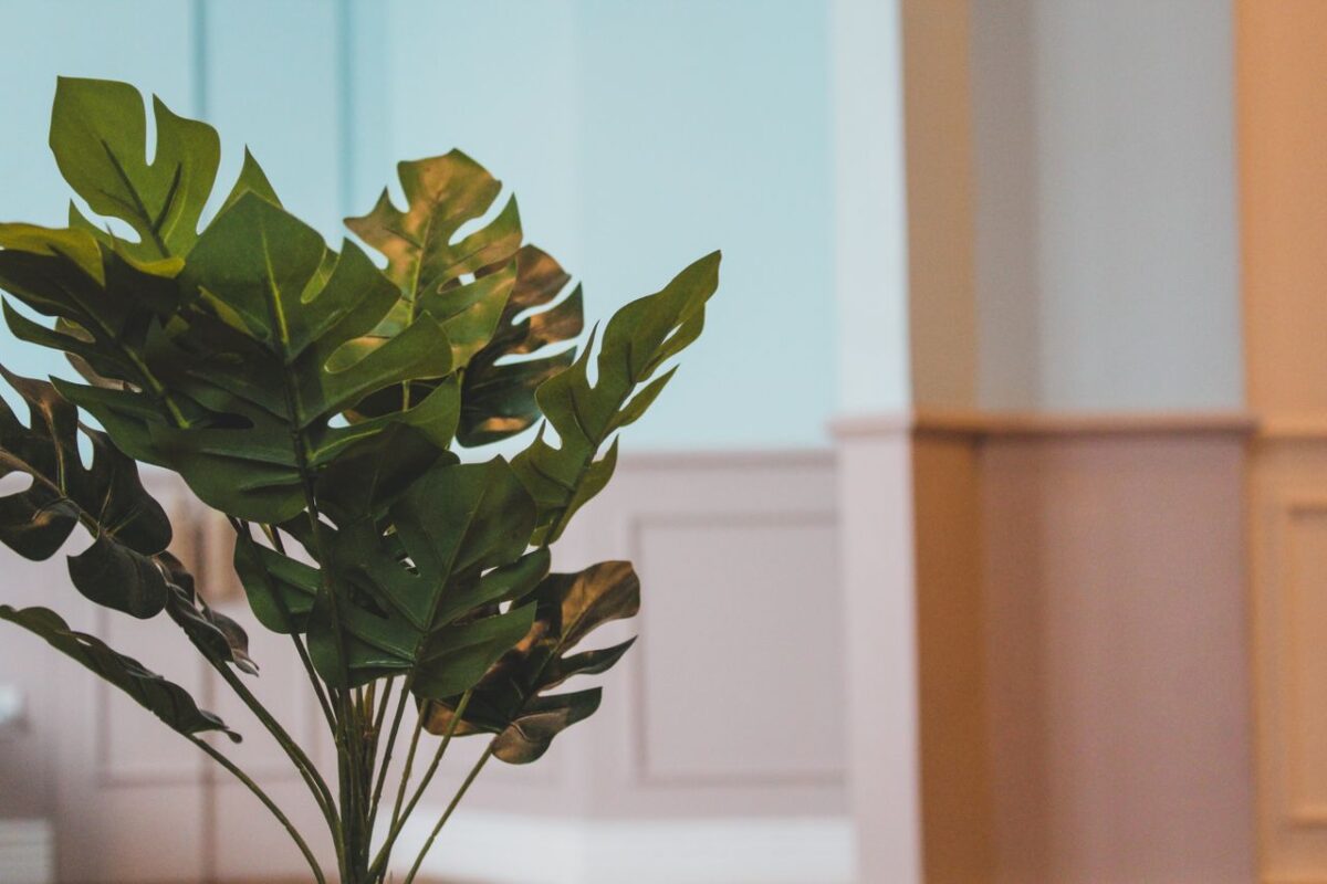 À propos A lush monstera plant adds a touch of greenery to a modern indoor space.
